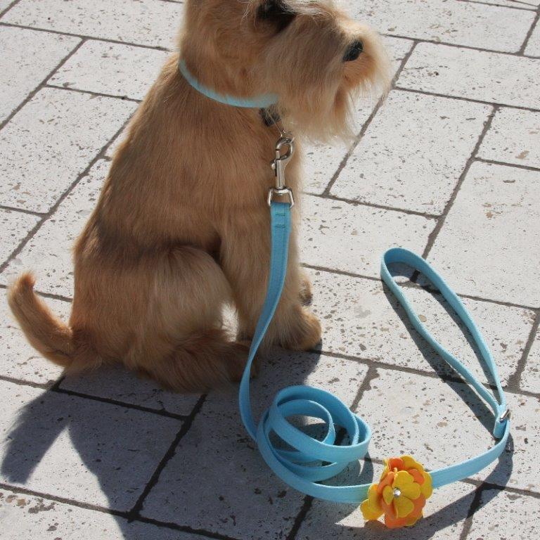Leashes